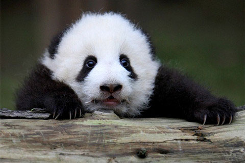 Découverte au Pays du Panda en 12 Jours
