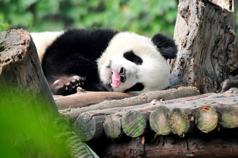 Centre de recherche sur le Panda géant de Chengd