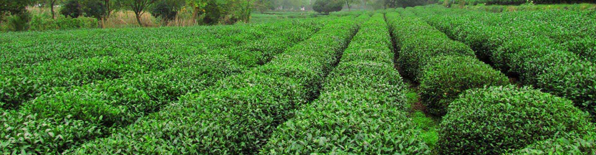 Le thé de Longjing, Voyage Hangzhou